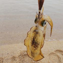 午後からエギング